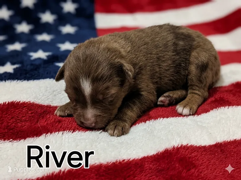 River, ASDR – Australian Shepherd puppy for sale in Mineola, TX