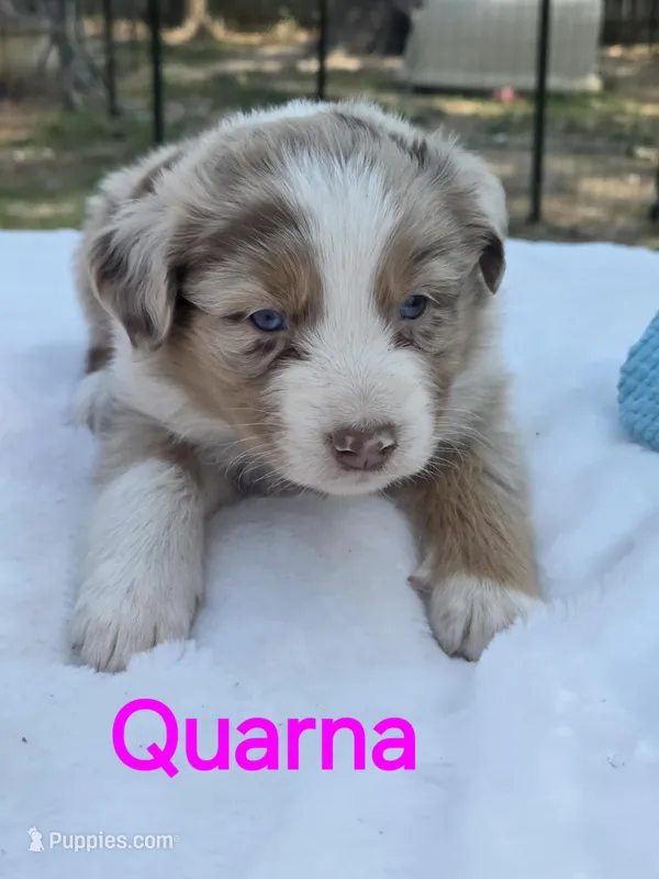 Quarna, ASDR – Australian Shepherd puppy for sale in Mineola, TX