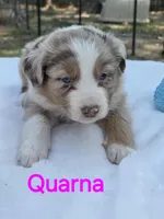Quarna, ASDR, a female Australian Shepherd for sale in Mineola, TX – Photo 1 of 3