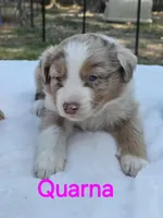 Quarna, ASDR, a female Australian Shepherd for sale in Mineola, TX – Photo 3 of 3