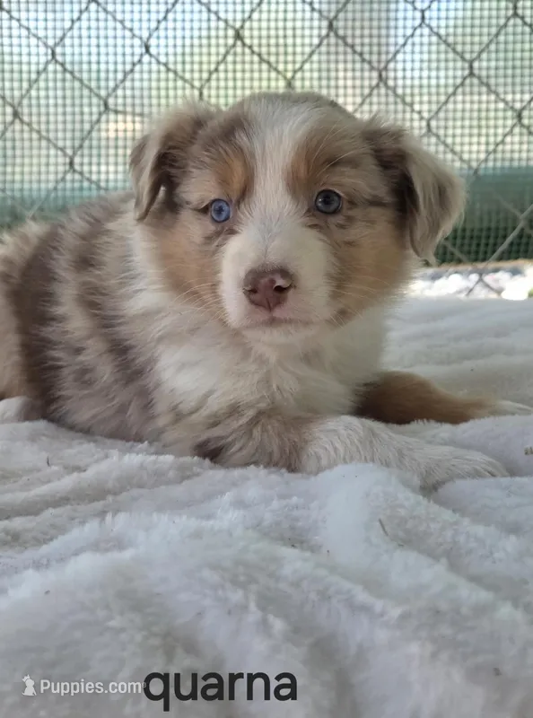 Quarna, ASDR – Australian Shepherd puppy for sale in Mineola, TX