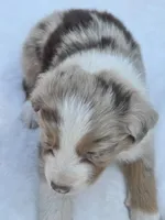 Quarna, ASDR, a female Australian Shepherd for sale in Mineola, TX – Photo 2 of 3