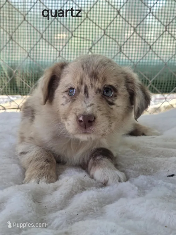 Quartz, ASDR – Australian Shepherd puppy for sale in Mineola, TX