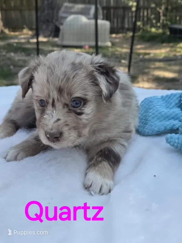 Quartz, ASDR – Australian Shepherd puppy for sale in Mineola, TX