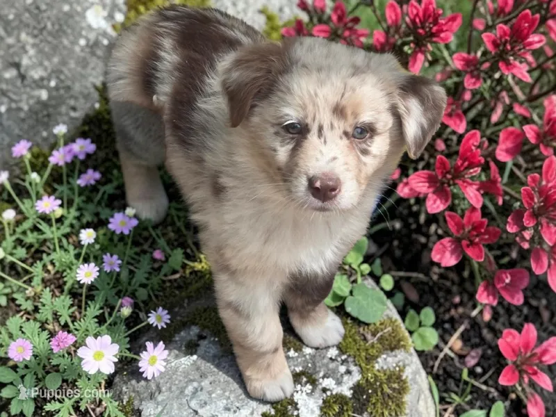 Quartz, ASDR – Australian Shepherd puppy for sale in Mineola, TX