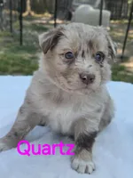 Quartz, ASDR, a female Australian Shepherd for sale in Mineola, TX – Photo 2 of 3