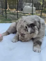 Quartz, ASDR, a female Australian Shepherd for sale in Mineola, TX – Photo 3 of 3