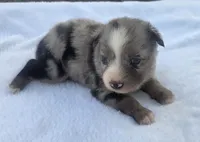 RaeAnn, ASDR, a female Australian Shepherd for sale in Mineola, TX – 7 of 10