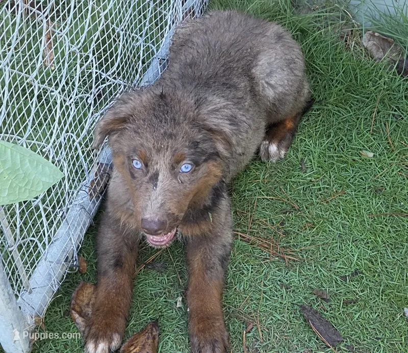 Ruby, ASDR – Australian Shepherd puppy for sale in Mineola, TX