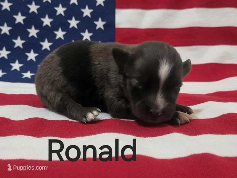 Ronald, ASDR – Australian Shepherd puppy for sale in Mineola, TX