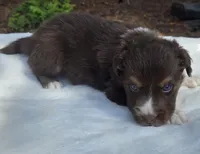 Silas, a male Australian Shepherd for sale in Mineola, TX – 2 of 3