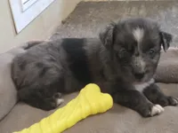 Ronald, ASDR, a male Australian Shepherd for sale in Mineola, TX – 3 of 10