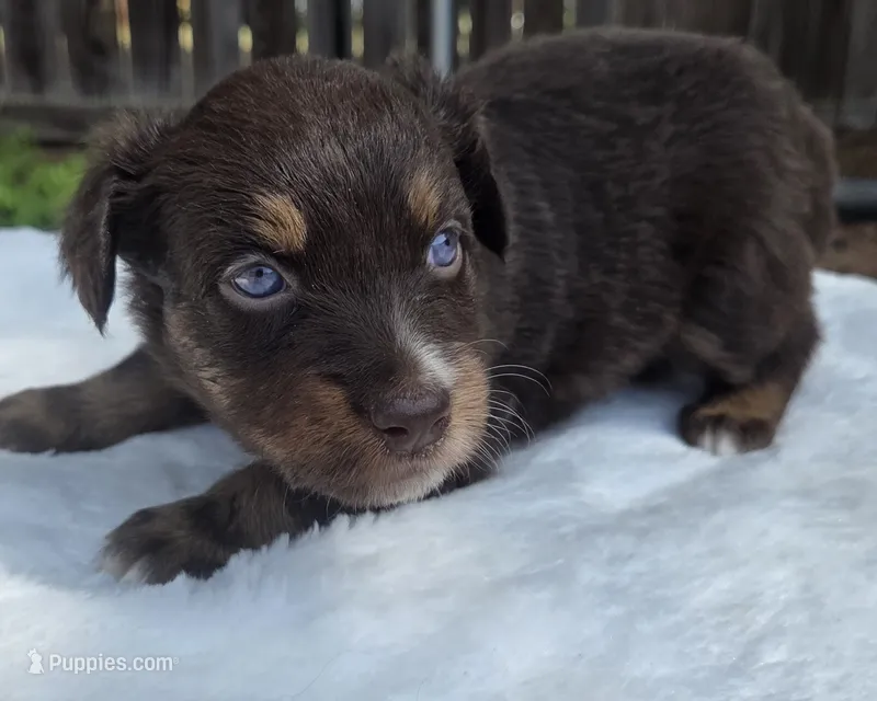Siri – Australian Shepherd puppy for sale in Mineola, TX