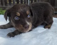 Siri, a female Australian Shepherd for sale in Mineola, TX – 1 of 3