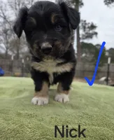 Nick, AKC, a male Australian Shepherd for sale in Mineola, TX – Photo 7 of 8