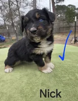 Nick, AKC, a male Australian Shepherd for sale in Mineola, TX – Photo 3 of 8