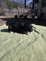 Nick, AKC, a male Australian Shepherd for sale in Mineola, TX – Photo 6 of 8