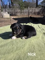 Nick, AKC, a male Australian Shepherd for sale in Mineola, TX – Photo 4 of 8