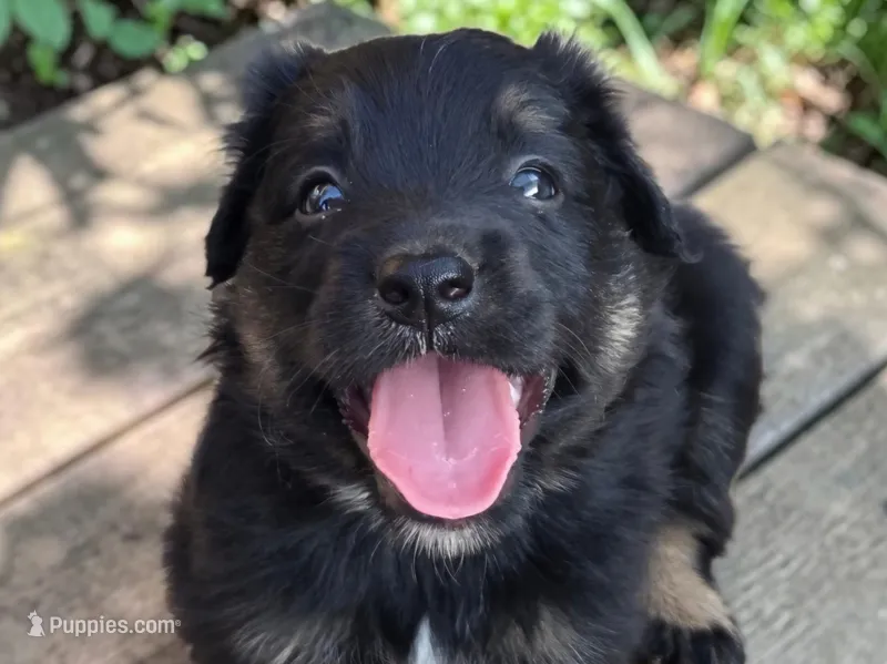 Tan – Australian Shepherd puppy for sale in Mineola, TX