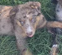 River, ASDR, a male Australian Shepherd for sale in Mineola, TX – 2 of 10