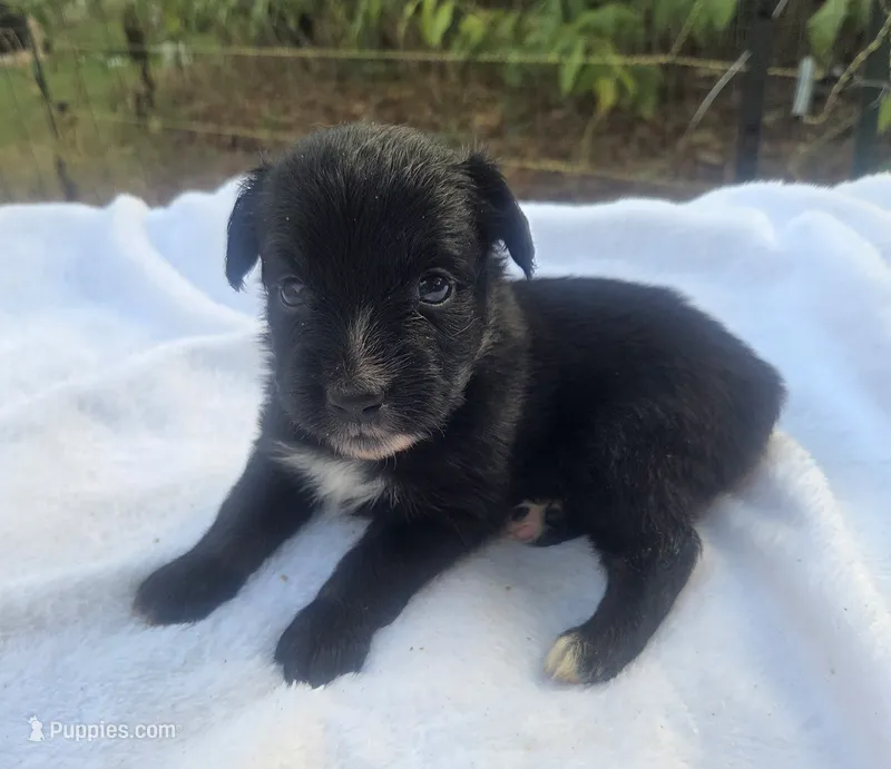 Remi, ASDR – Australian Shepherd puppy for sale in Mineola, TX