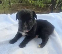 Remi, ASDR, a female Australian Shepherd for sale in Mineola, TX – 5 of 10