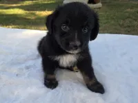 Remi, ASDR, a female Australian Shepherd for sale in Mineola, TX – 7 of 10