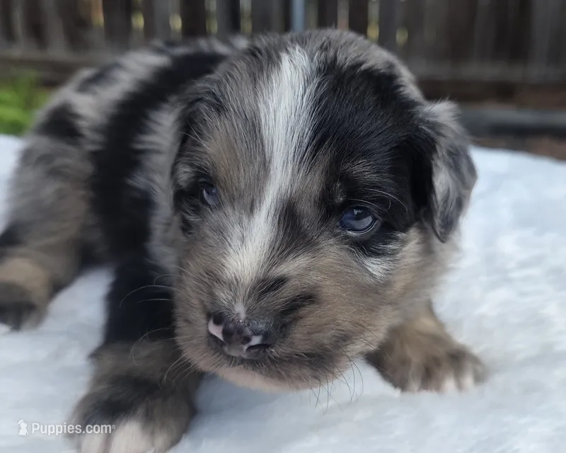 Taz – Australian Shepherd puppy for sale in Mineola, TX