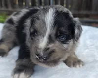 Taz, a male Australian Shepherd for sale in Mineola, TX – 1 of 3