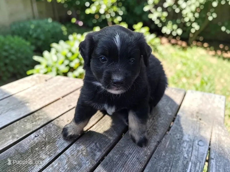 Tank – Australian Shepherd puppy for sale in Mineola, TX