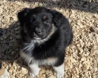 Neil Akc, a male Australian Shepherd for sale in Mineola, TX – Photo 3 of 9