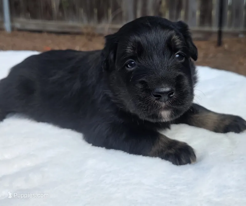 Tan – Australian Shepherd puppy for sale in Mineola, TX