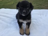 Ryder, ASDR, a male Australian Shepherd for sale in Mineola, TX – 10 of 10