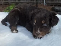 Siri, a female Australian Shepherd for sale in Mineola, TX – 3 of 3