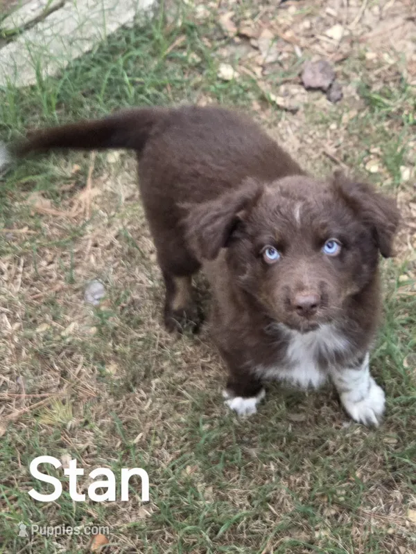 Stan – Australian Shepherd puppy for sale in Mineola, TX