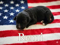 Remi, ASDR, a female Australian Shepherd for sale in Mineola, TX – 2 of 2