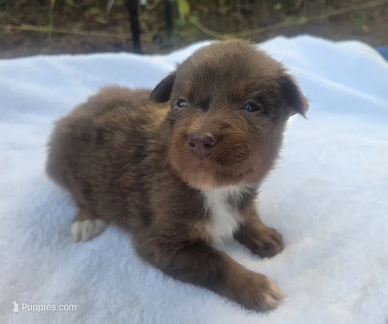 Ruby, ASDR – Australian Shepherd puppy for sale in Mineola, TX