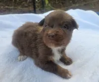 Ruby, ASDR, a female Australian Shepherd for sale in Mineola, TX – 1 of 5