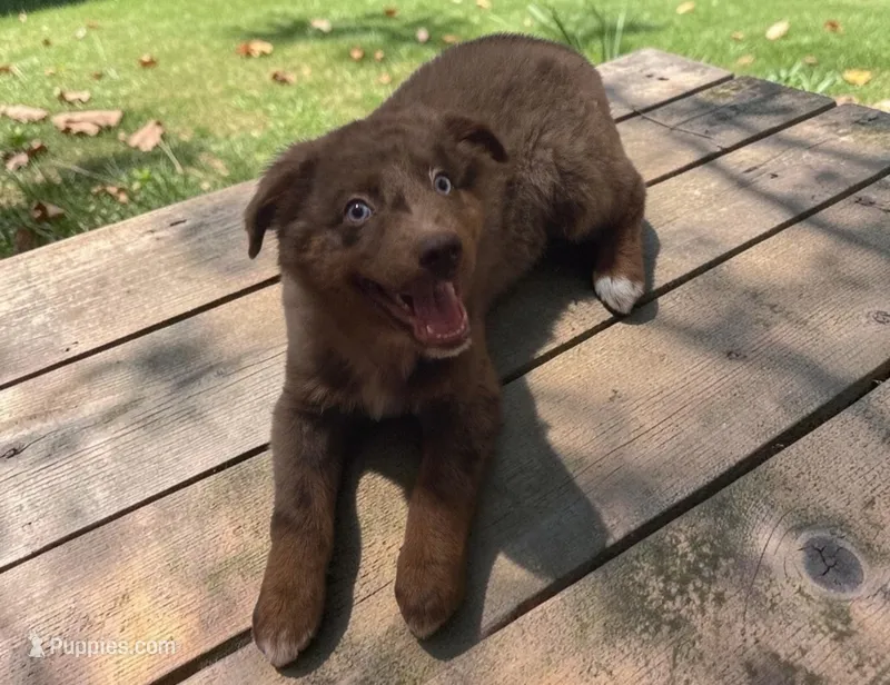 Ruby, ASDR – Australian Shepherd puppy for sale in Mineola, TX