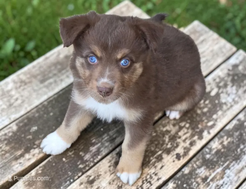 Sebastian – Australian Shepherd puppy for sale in Mineola, TX