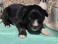 Phoenix, ASDR, a male Miniature Australian Shepherd for sale in Mineola, TX – Photo 1 of 3