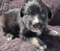 Phoenix, ASDR, a male Miniature Australian Shepherd for sale in Mineola, TX – Photo 3 of 3