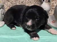 Phoenix, ASDR, a male Miniature Australian Shepherd for sale in Mineola, TX – Photo 2 of 3