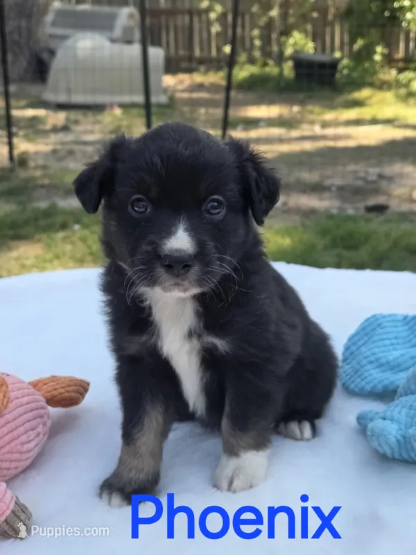 Phoenix, ASDR – Miniature Australian Shepherd puppy on hold in Mineola, TX