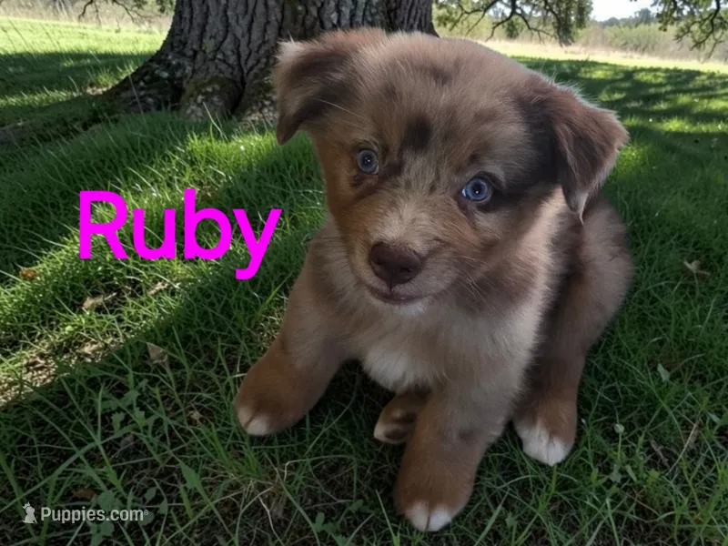Ruby, ASDR – Australian Shepherd puppy for sale in Mineola, TX