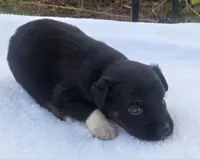 Rowan, ASDR, a male Australian Shepherd for sale in Mineola, TX – 6 of 8