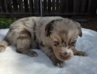 Spence, a male Australian Shepherd for sale in Mineola, TX – 2 of 3