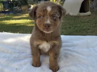 River, ASDR, a male Australian Shepherd for sale in Mineola, TX – 3 of 9