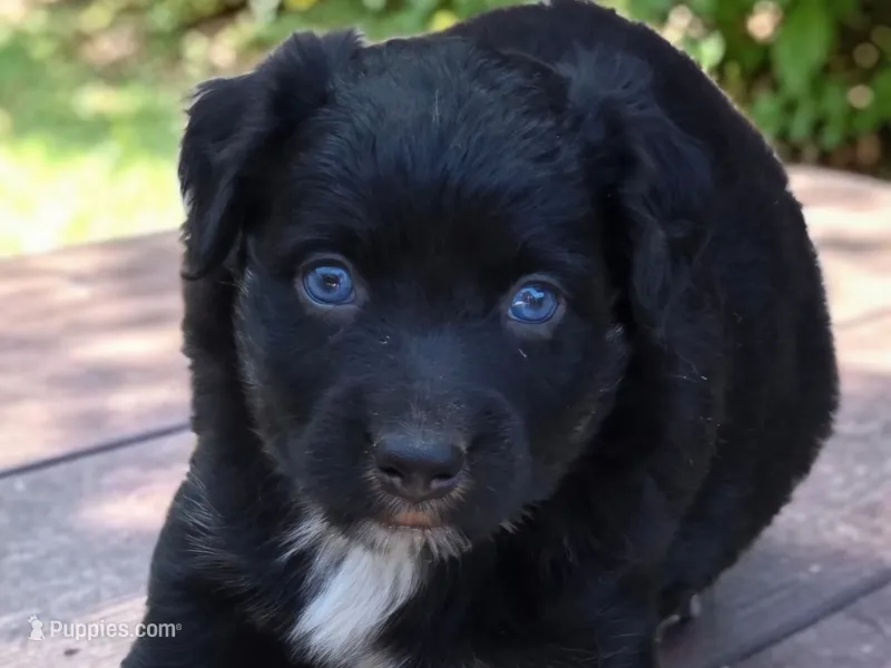 Tad – Australian Shepherd puppy for sale in Mineola, TX