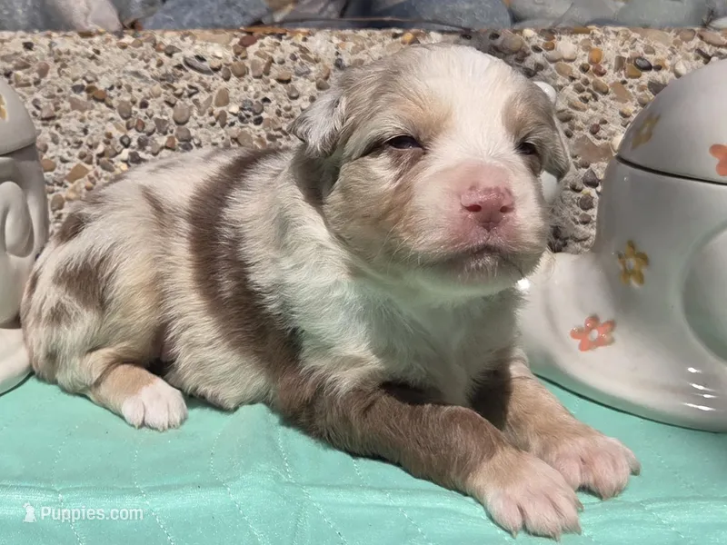 Preston, ASDR – Miniature Australian Shepherd puppy for sale in Mineola, TX